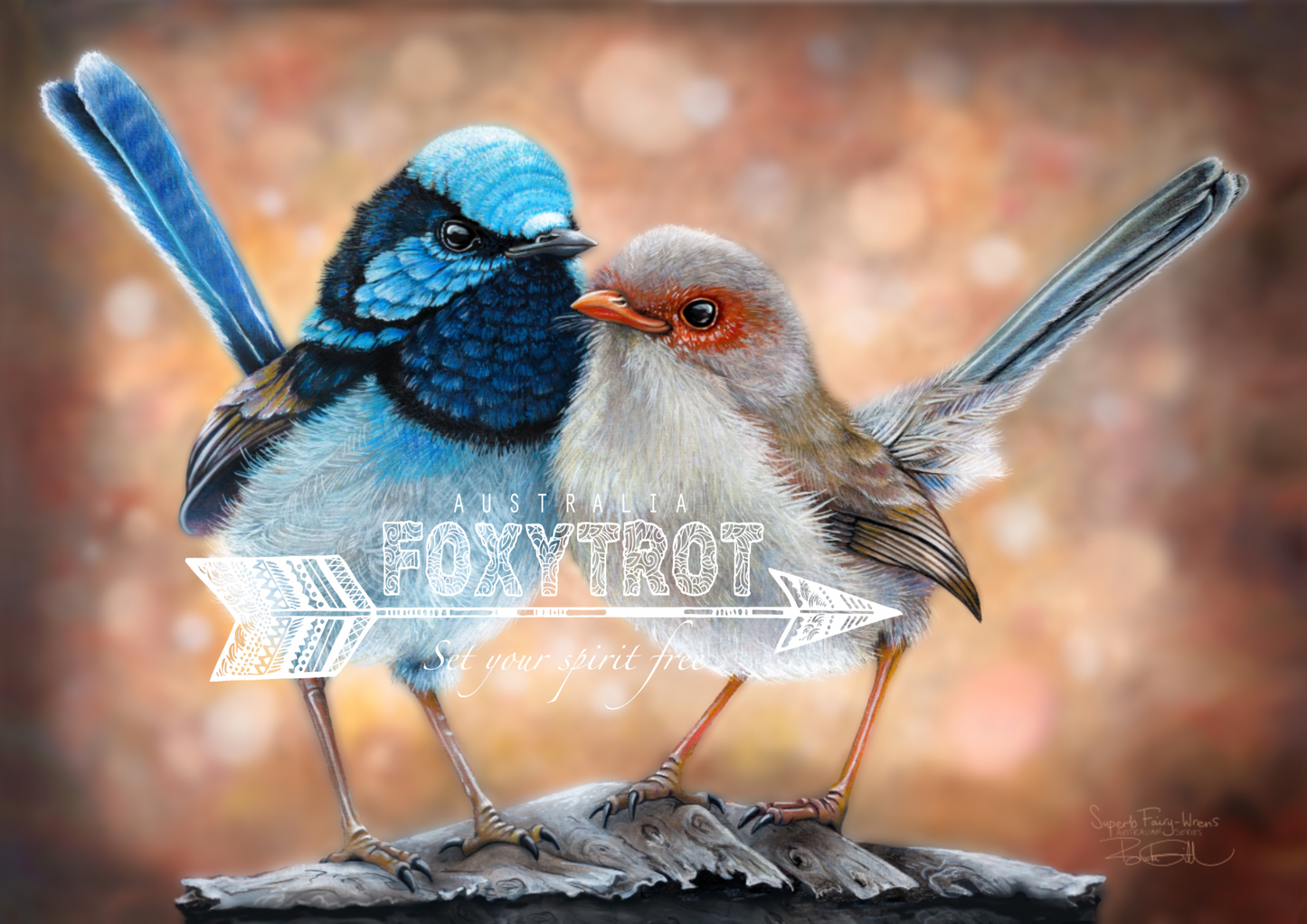Superb Fairy Wrens Card
