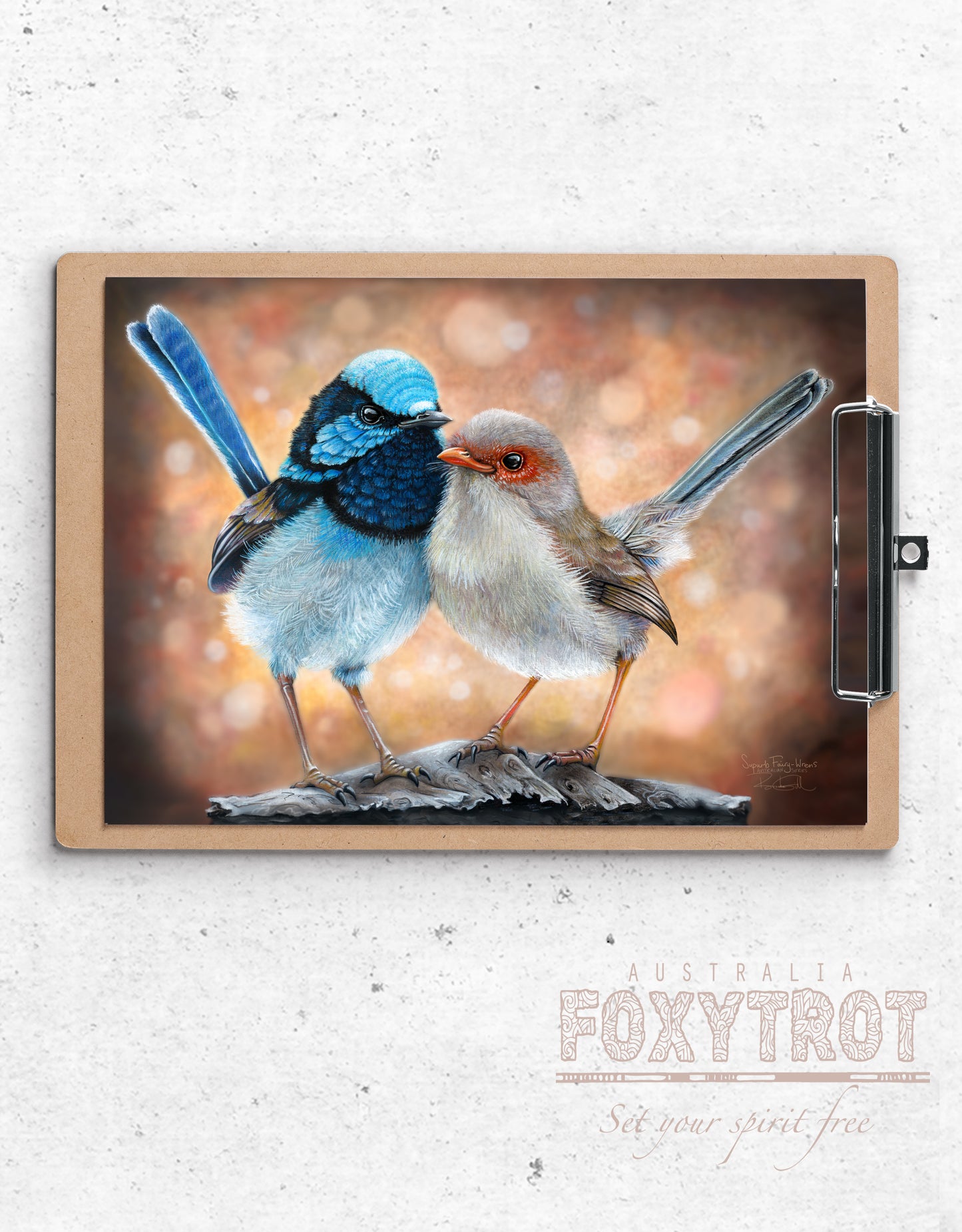 Superb Fairy Wrens