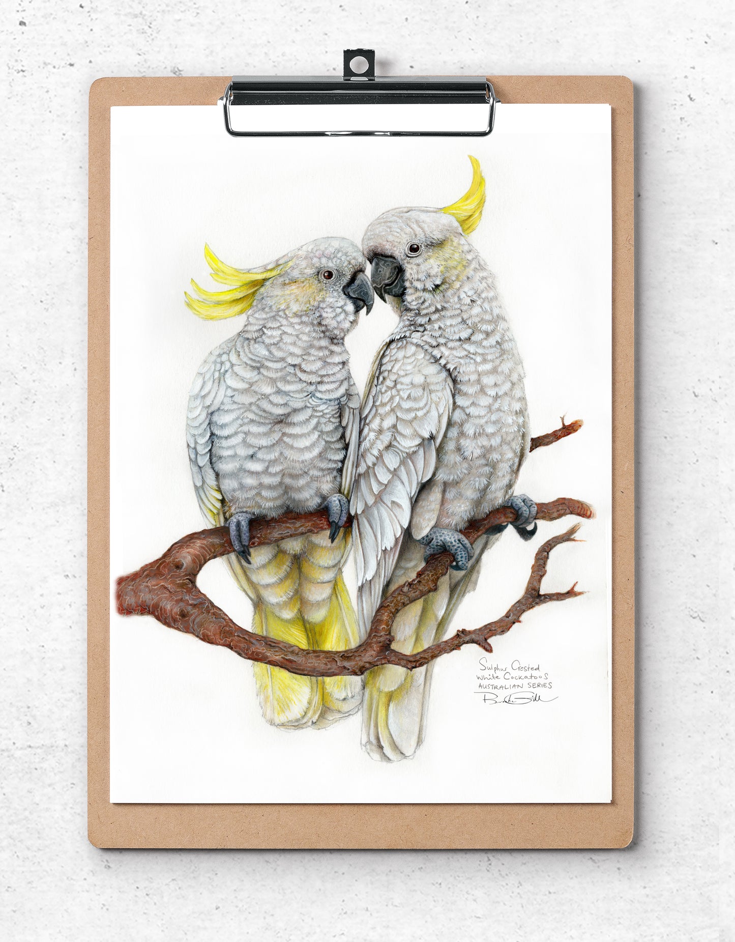 Sulphur Crested Cockatoos