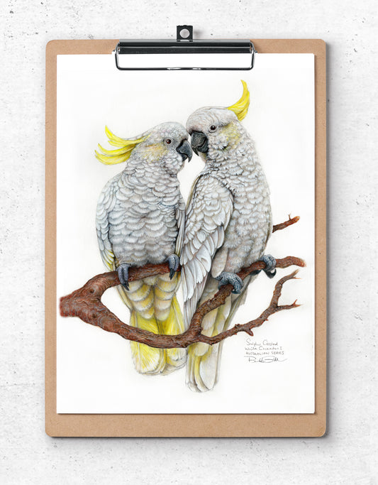 Sulphur Crested Cockatoos