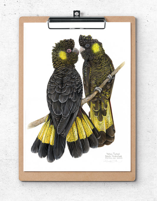 "Ngaoaraa" - Yellow Tailed Black Cockatoos
