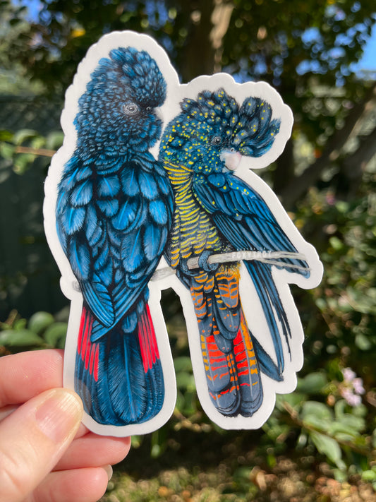 Red tailed Black Cockatoos Vinyl Sticker
