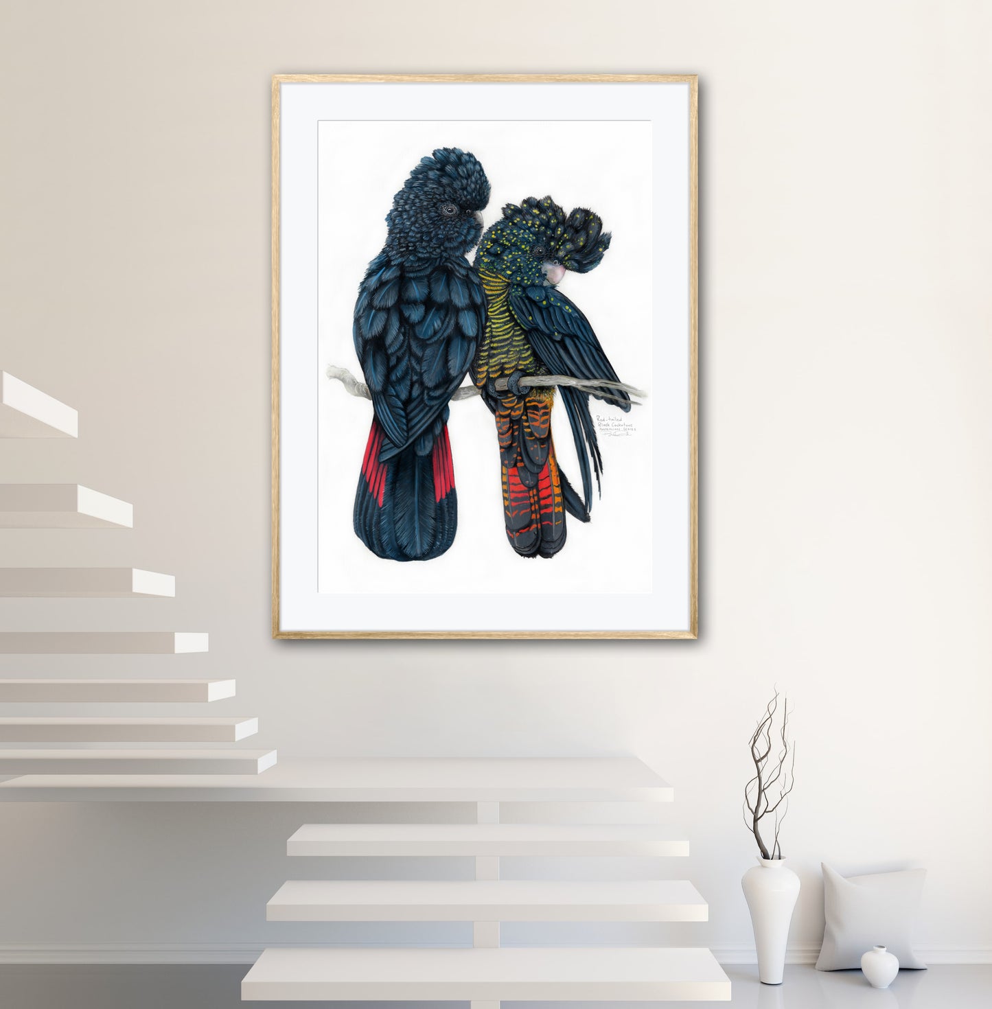 Red Tailed Black Cockatoos