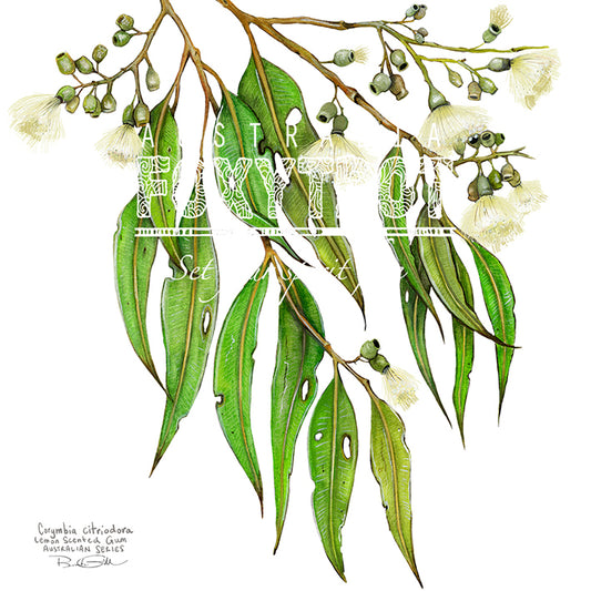 Lemon Scented Gum Cotton Tote Bag