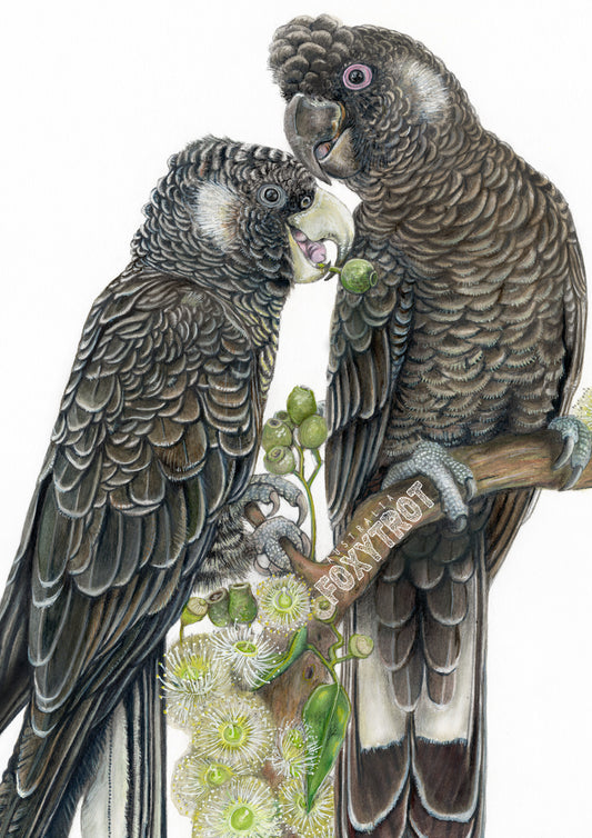 Baudin's Black Cockatoos Card
