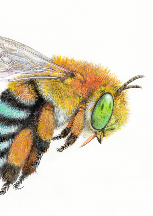Blue Banded Bee Card
