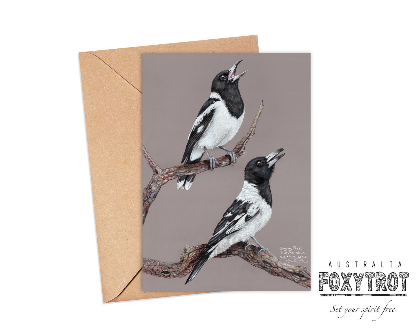 Pied Butcherbirds Card