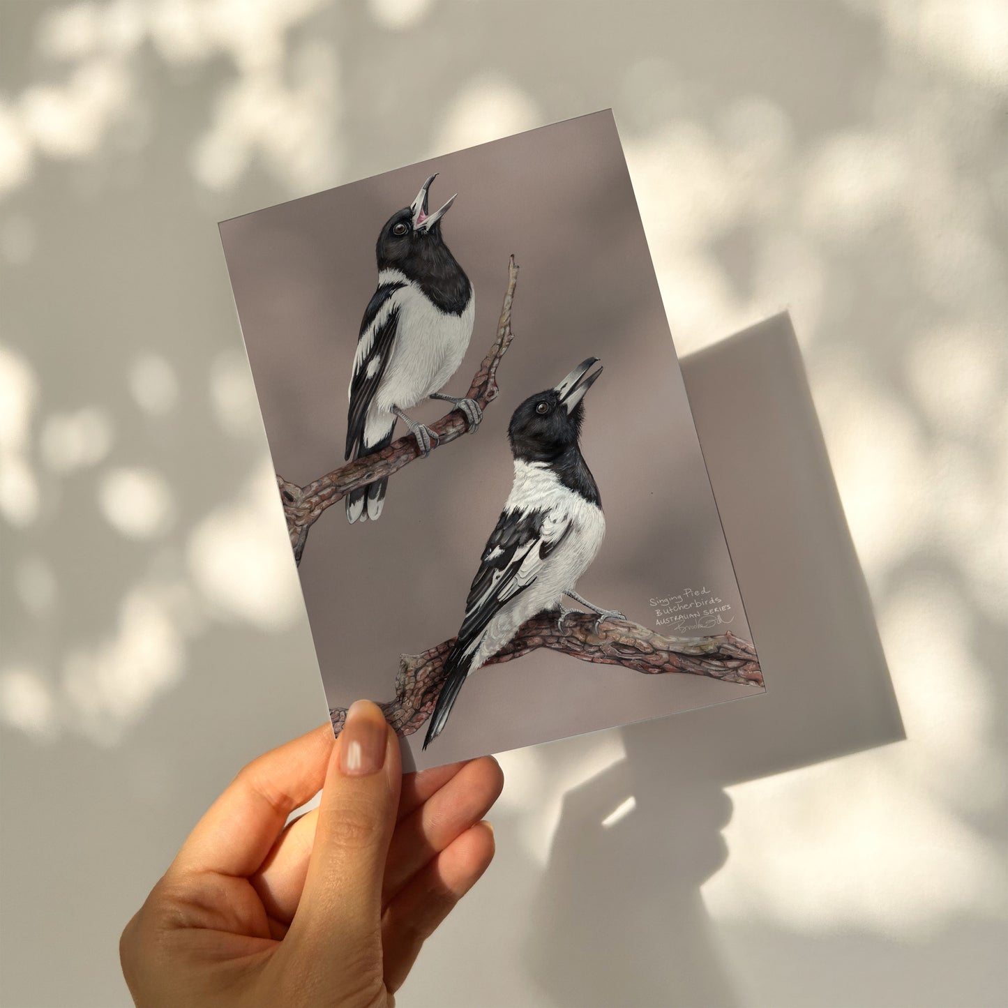 Pied Butcherbirds Card