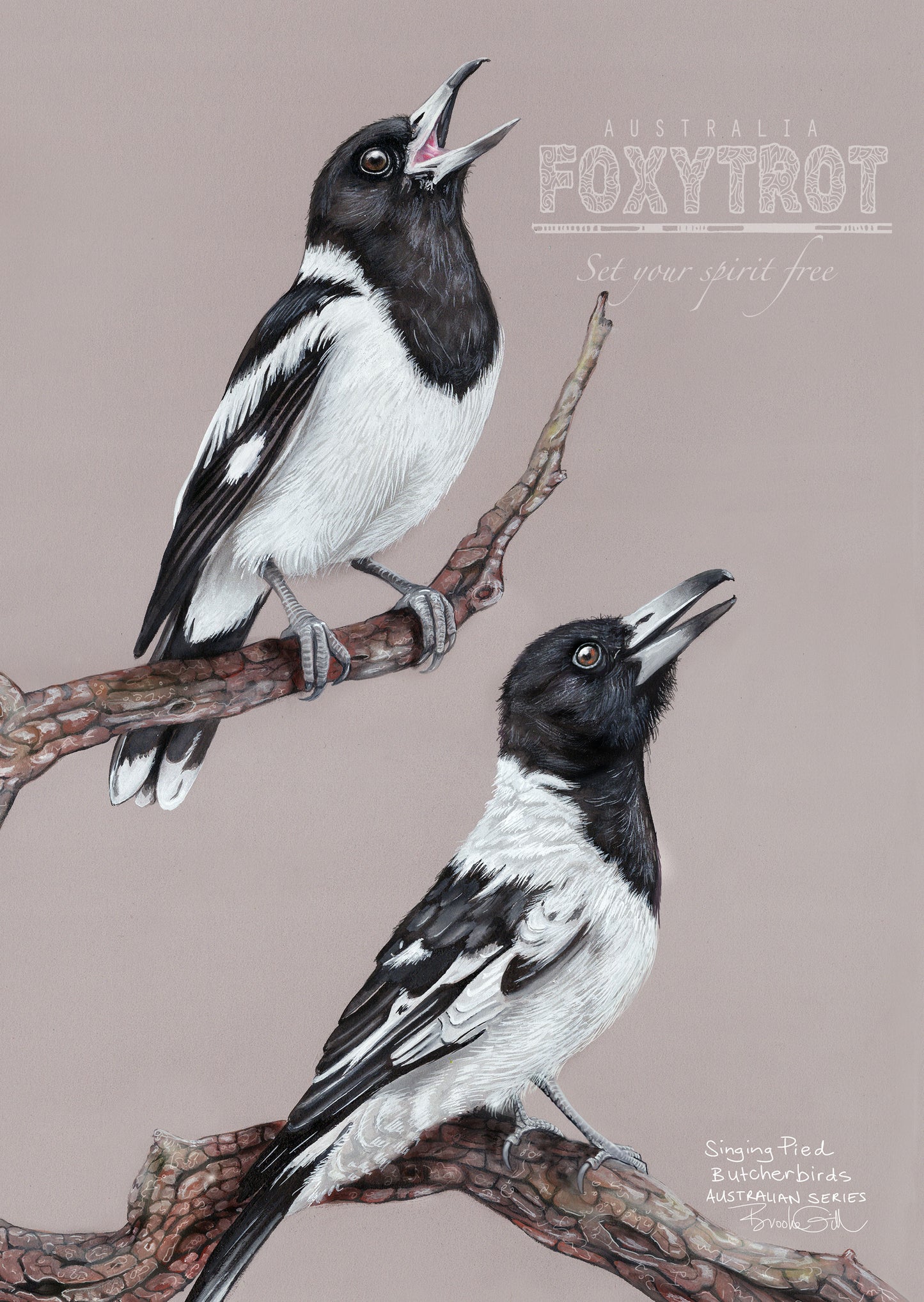 Pied Butcherbirds
