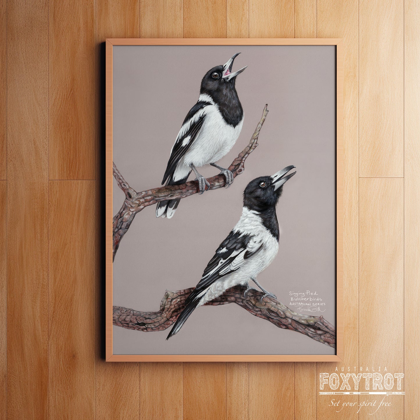 Pied Butcherbirds