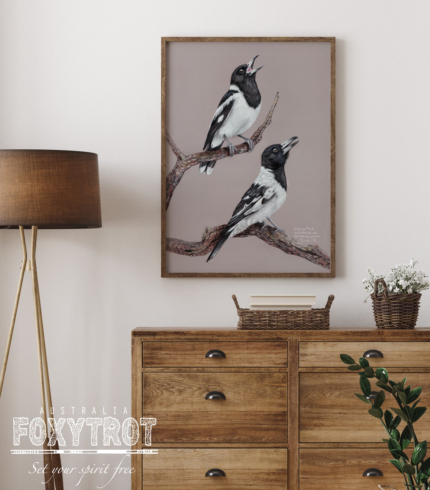Pied Butcherbirds