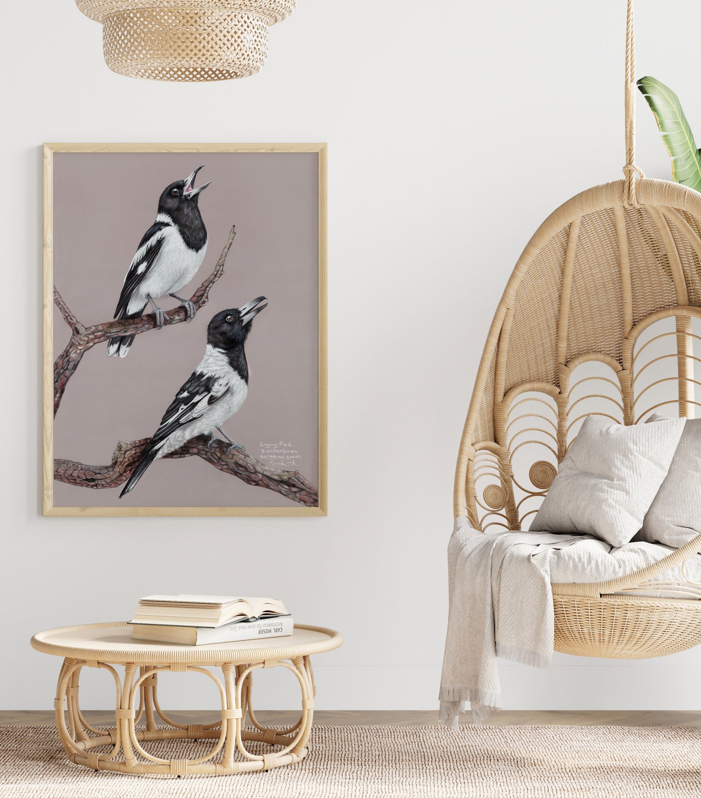 Pied Butcherbirds