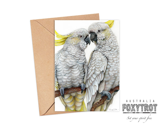 Sulphur Crested Cockatoos Card