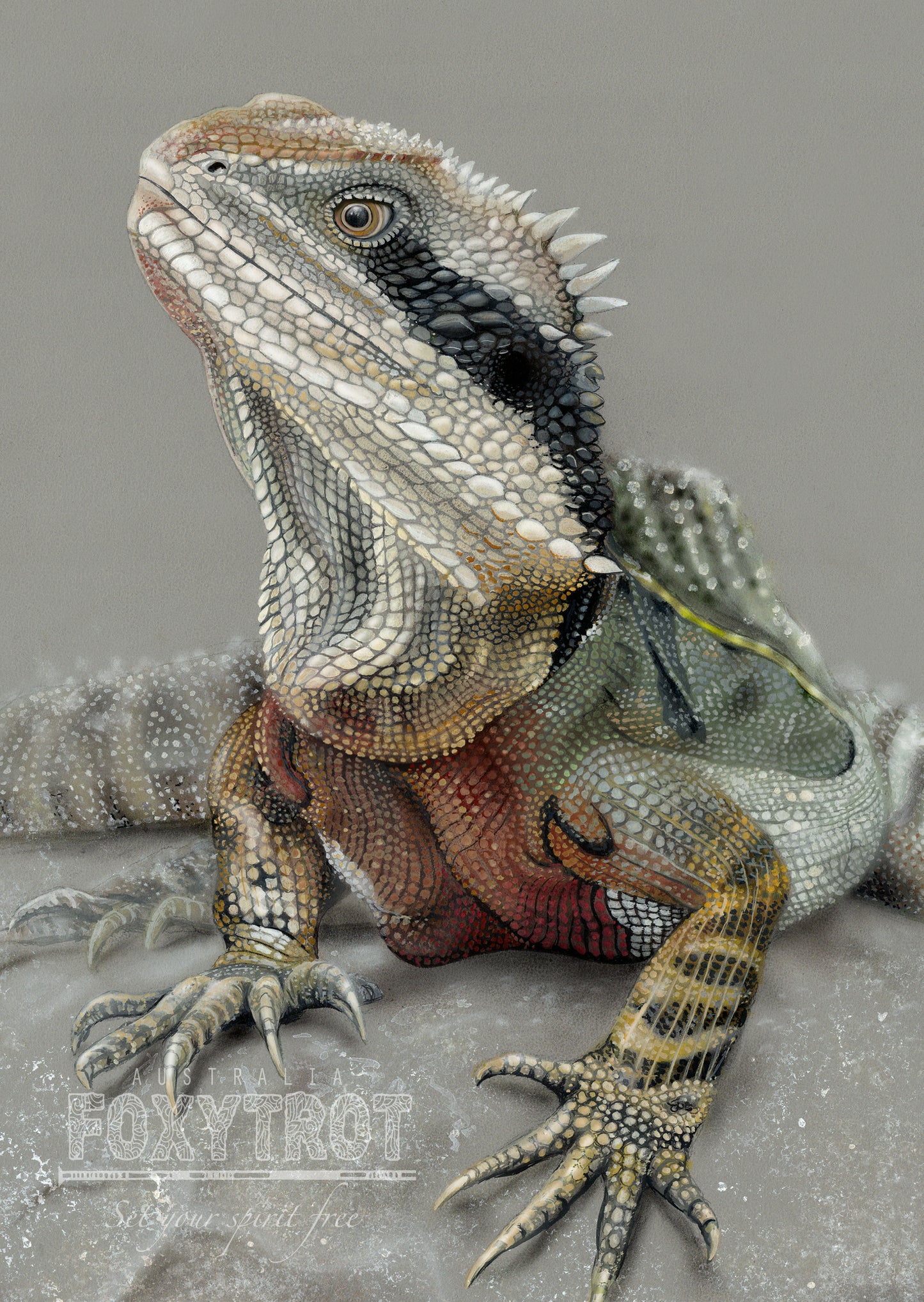 Eastern Water Dragon