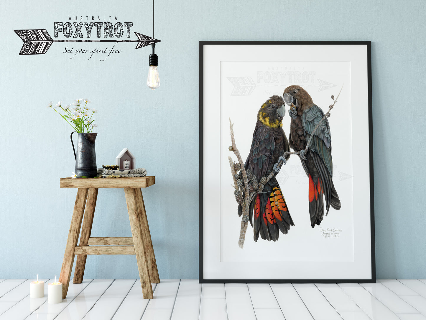 Glossy Black Cockatoos