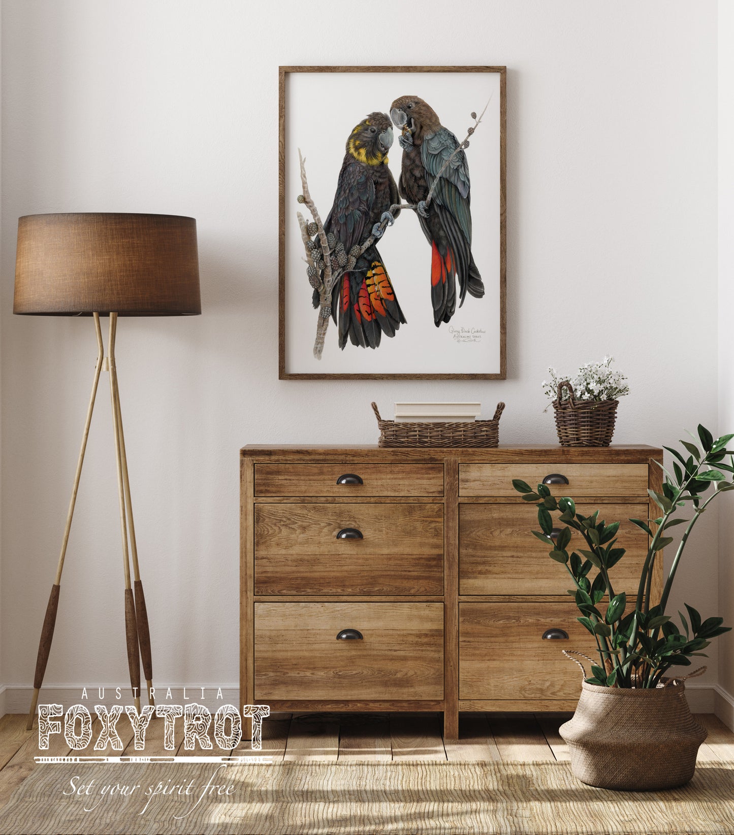 Glossy Black Cockatoos