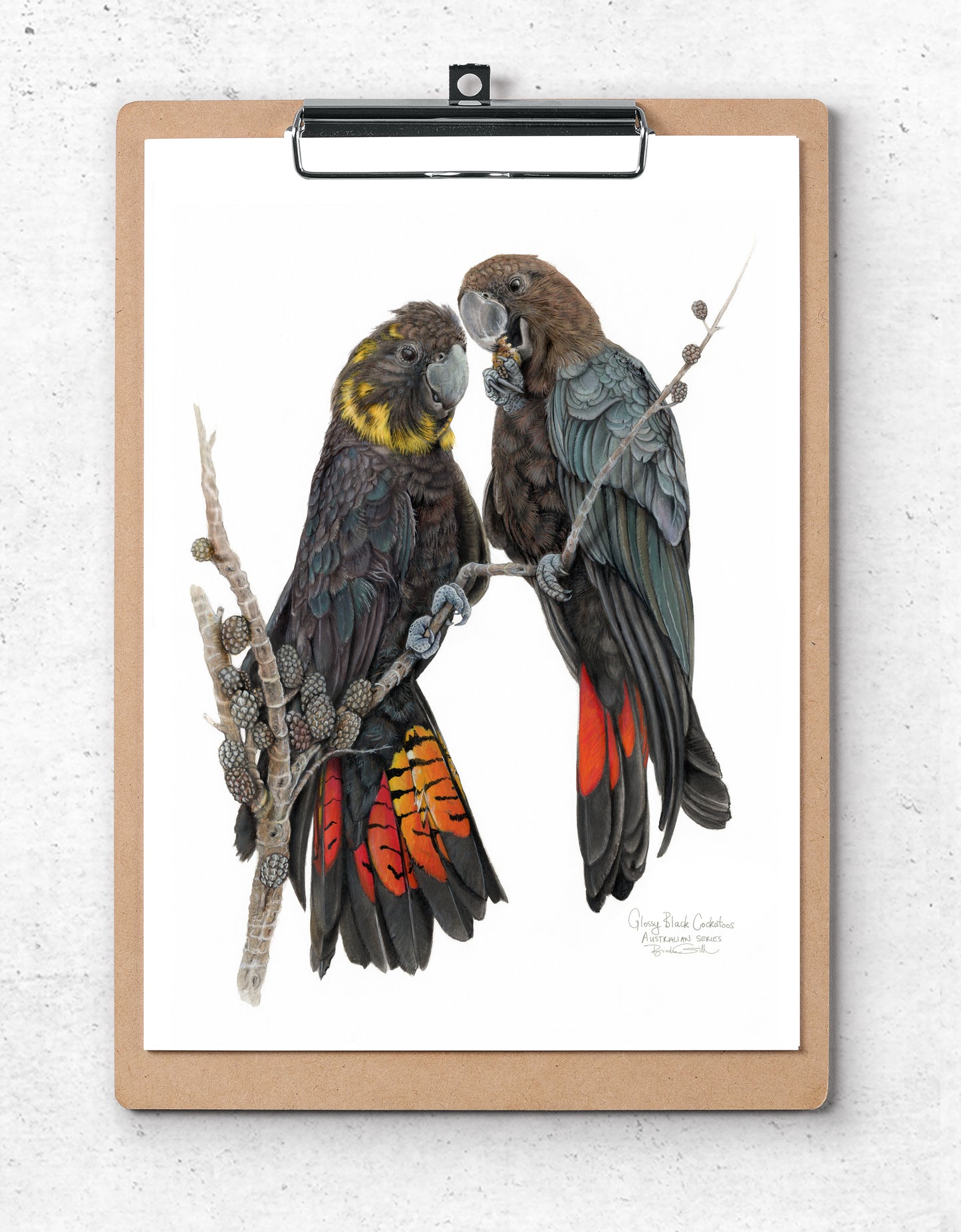 Glossy Black Cockatoos