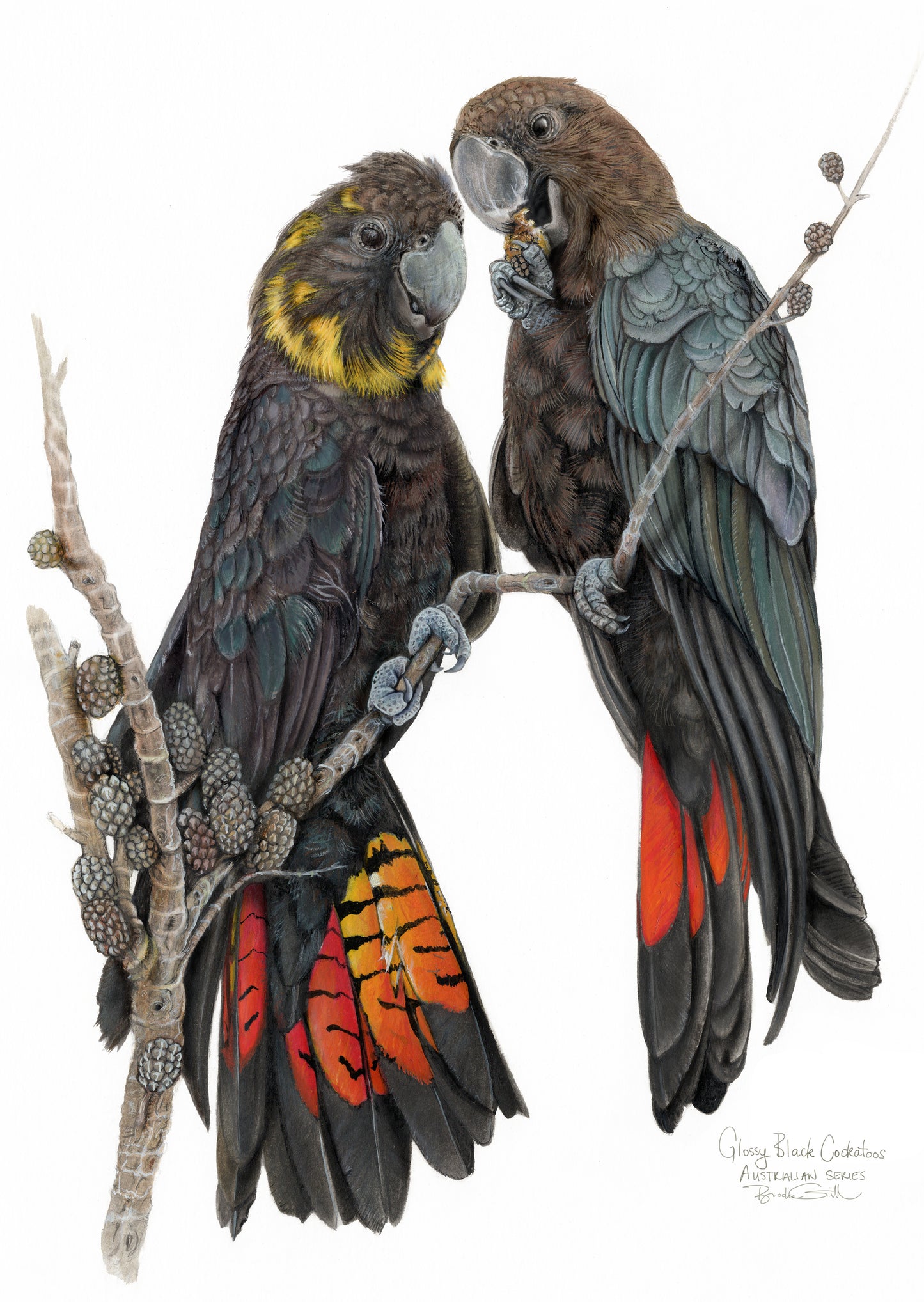 Glossy Black Cockatoos Tea Towel