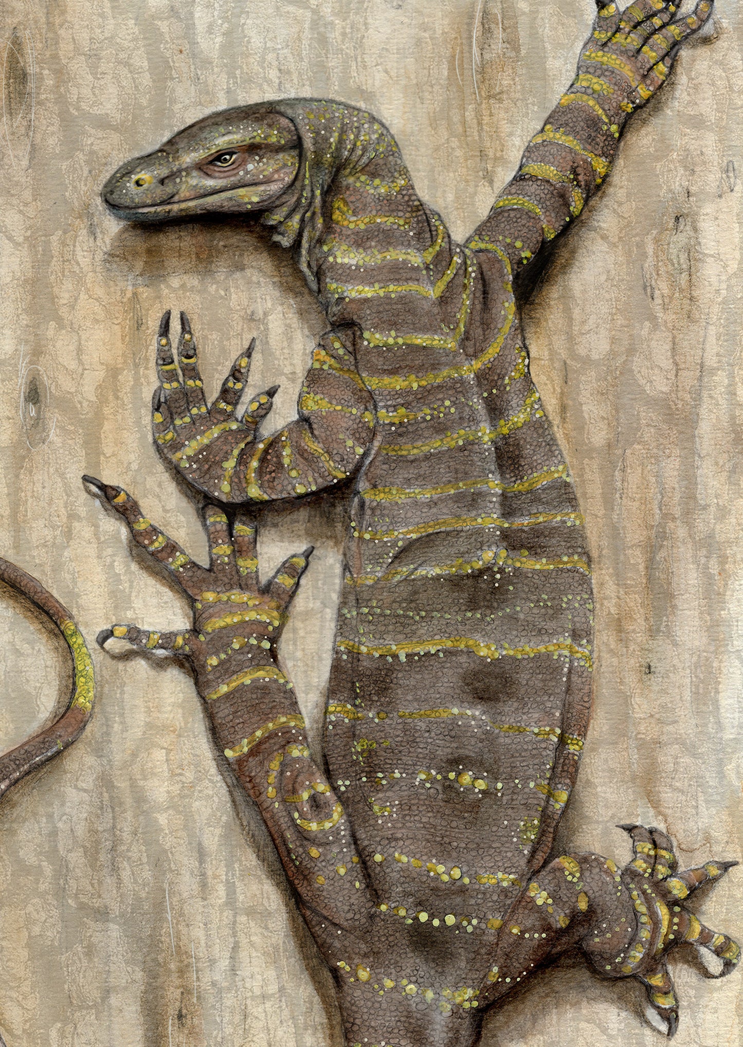 Goanna