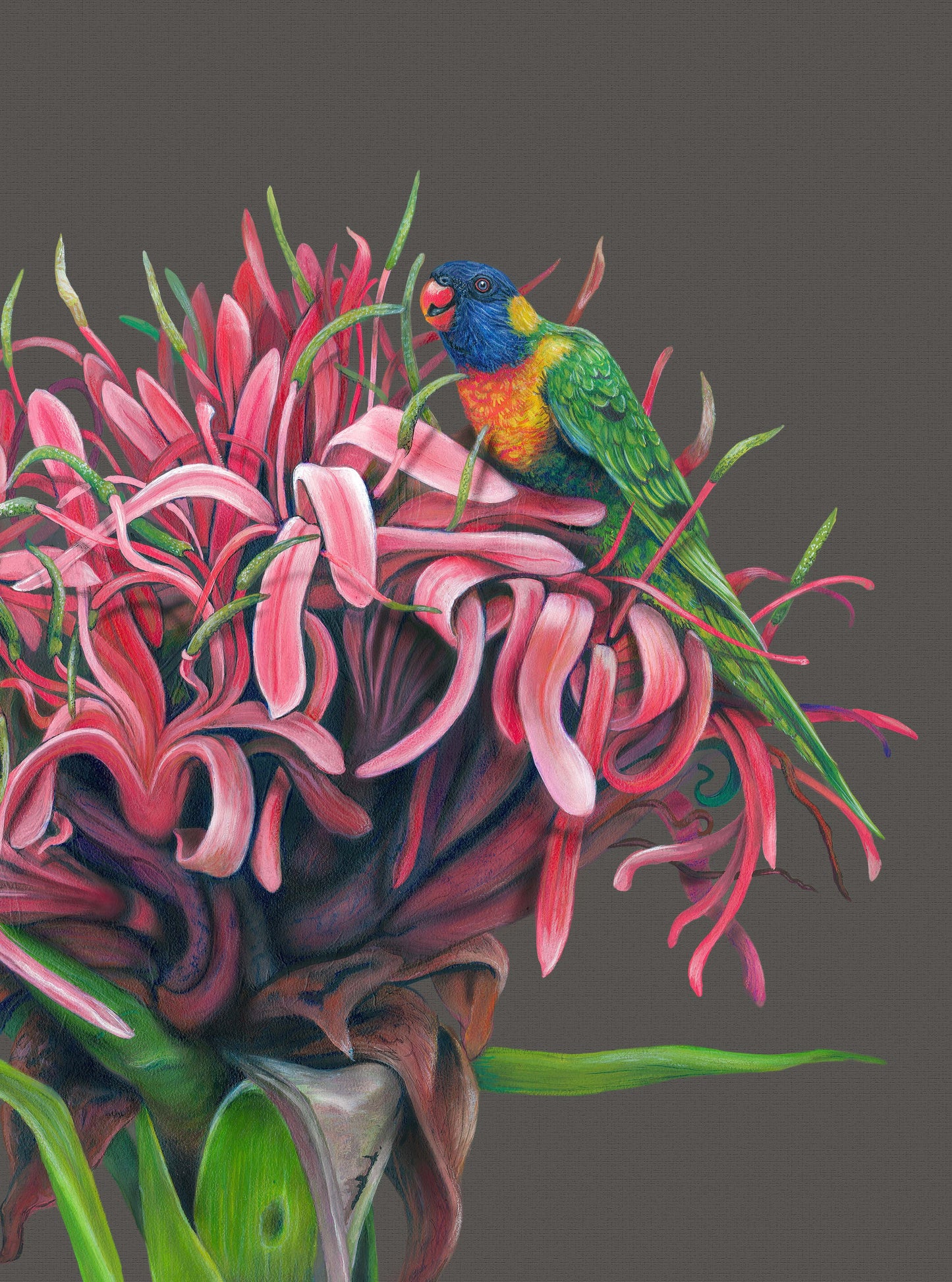Gymea Lily