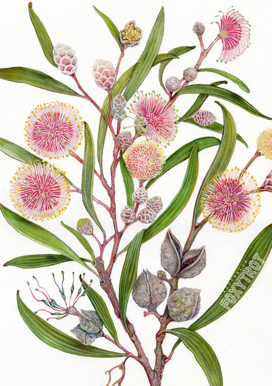 Hakea laurina Card