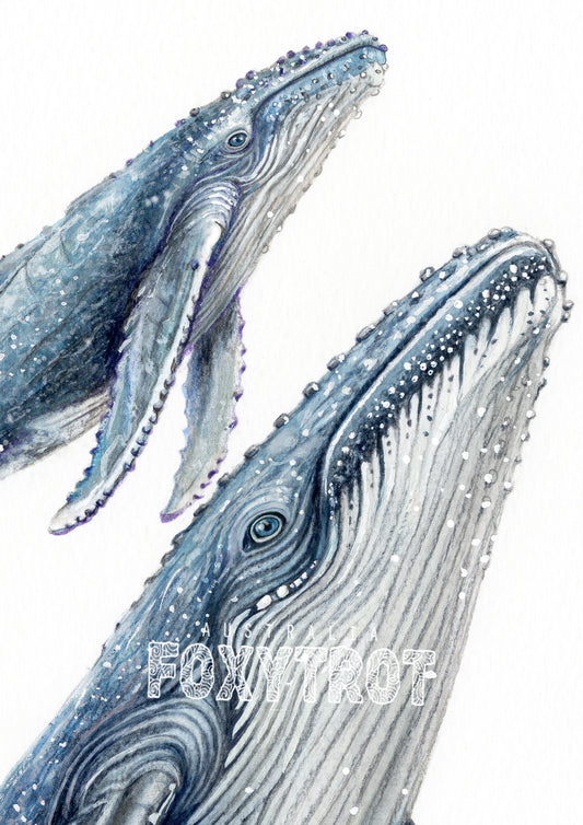 Humpback whales Card