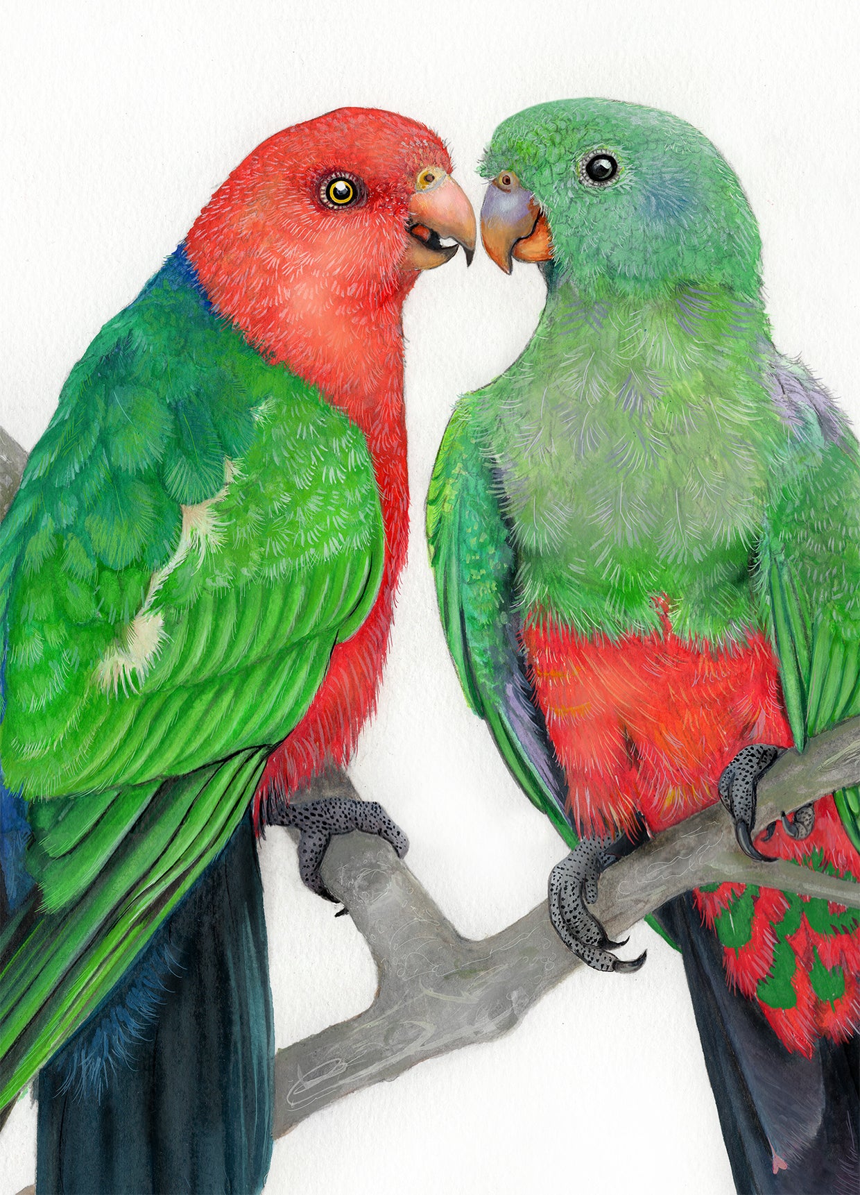 King Parrot Lovebirds