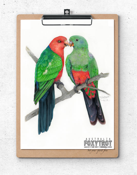 King Parrot Lovebirds