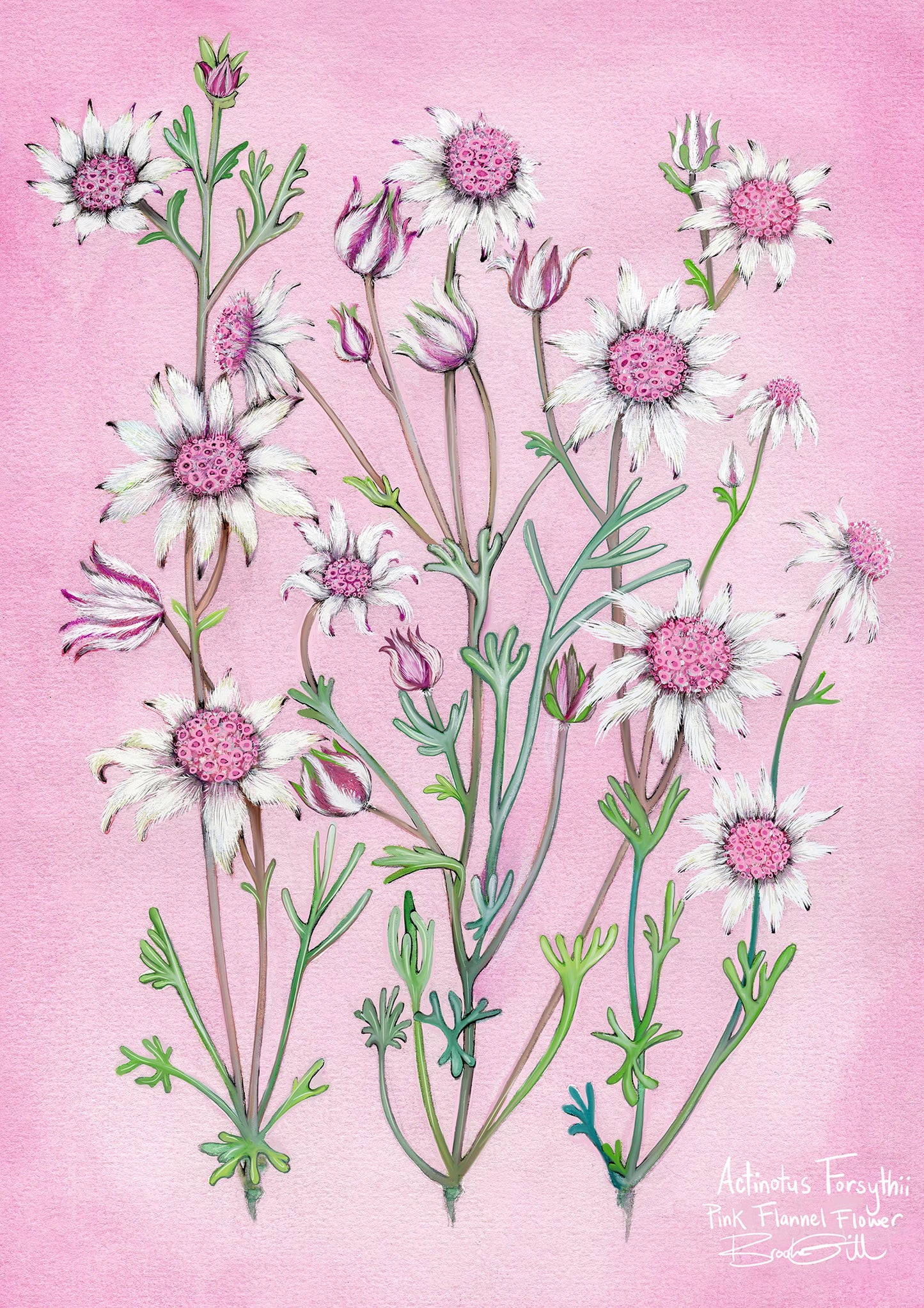 Pink Flannel Flower