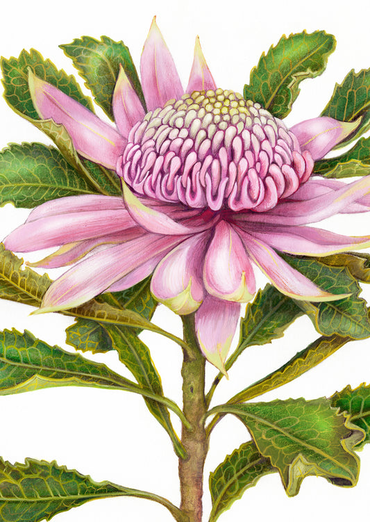 Pink Waratah Card