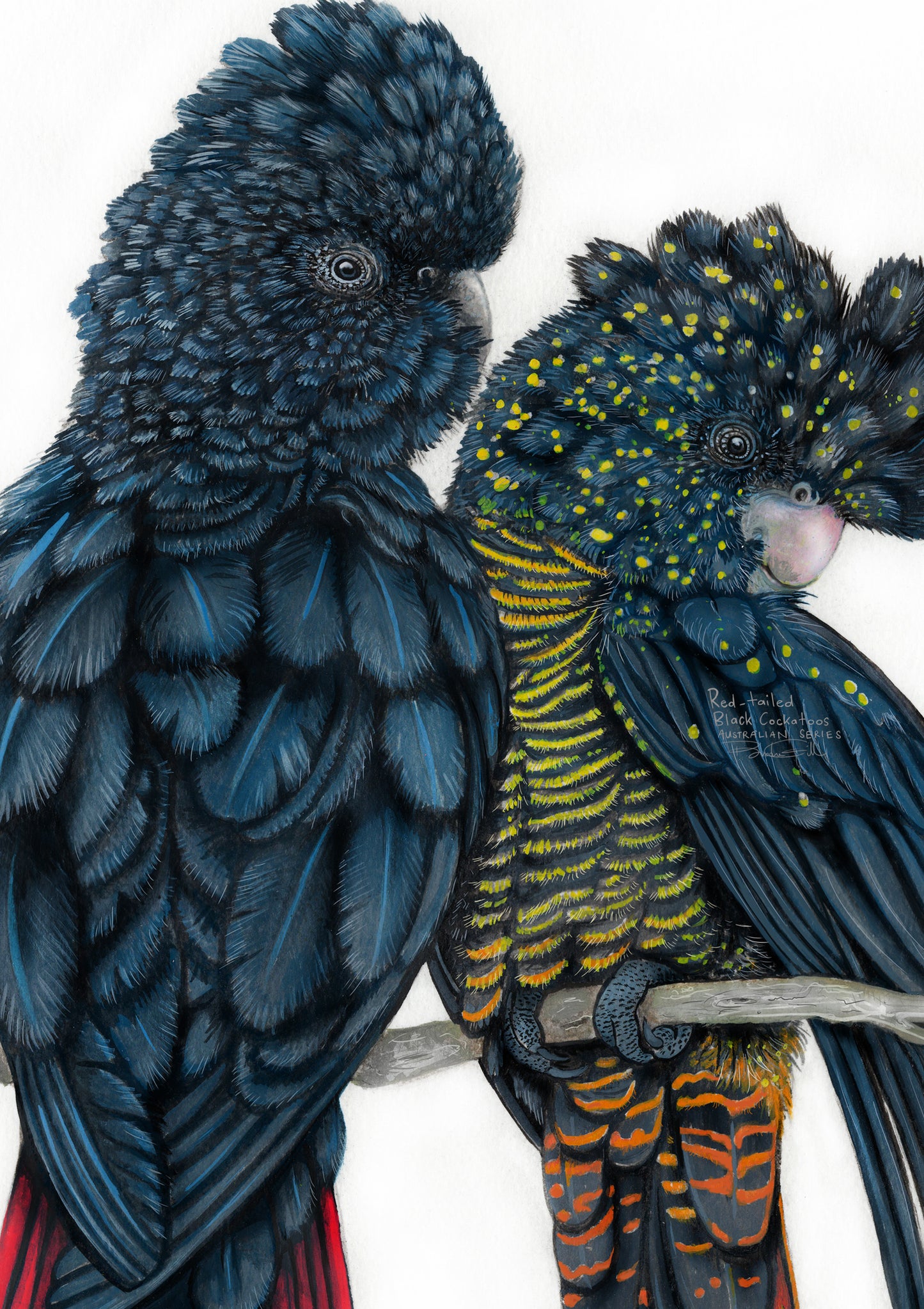Red Tailed Black Cockatoos