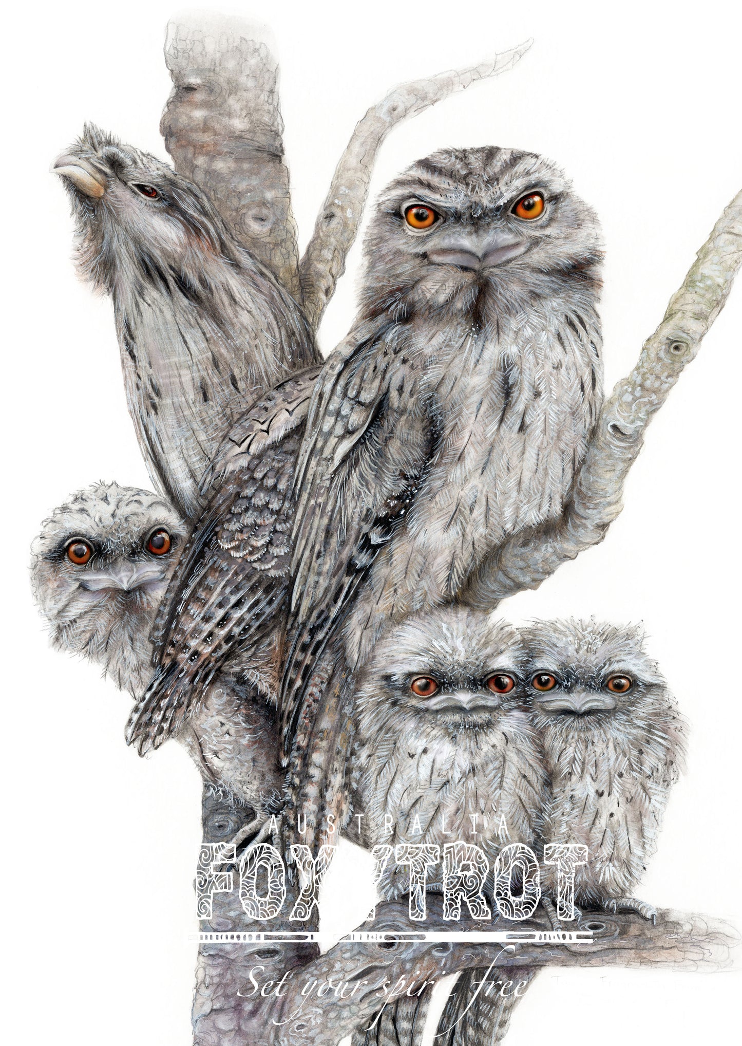 Tawny Frogmouth Card