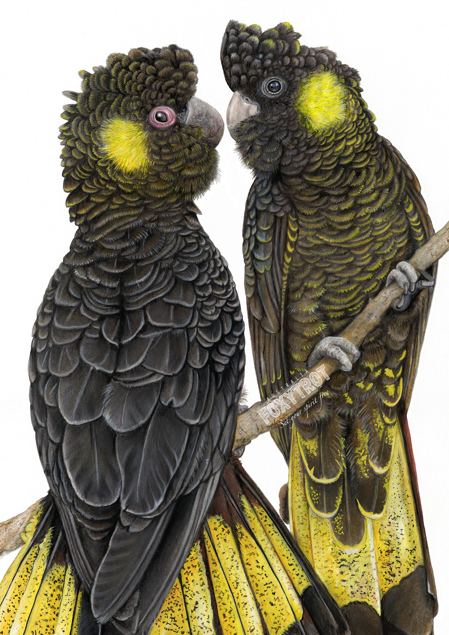 Yellow Tailed Black Cockatoos Card