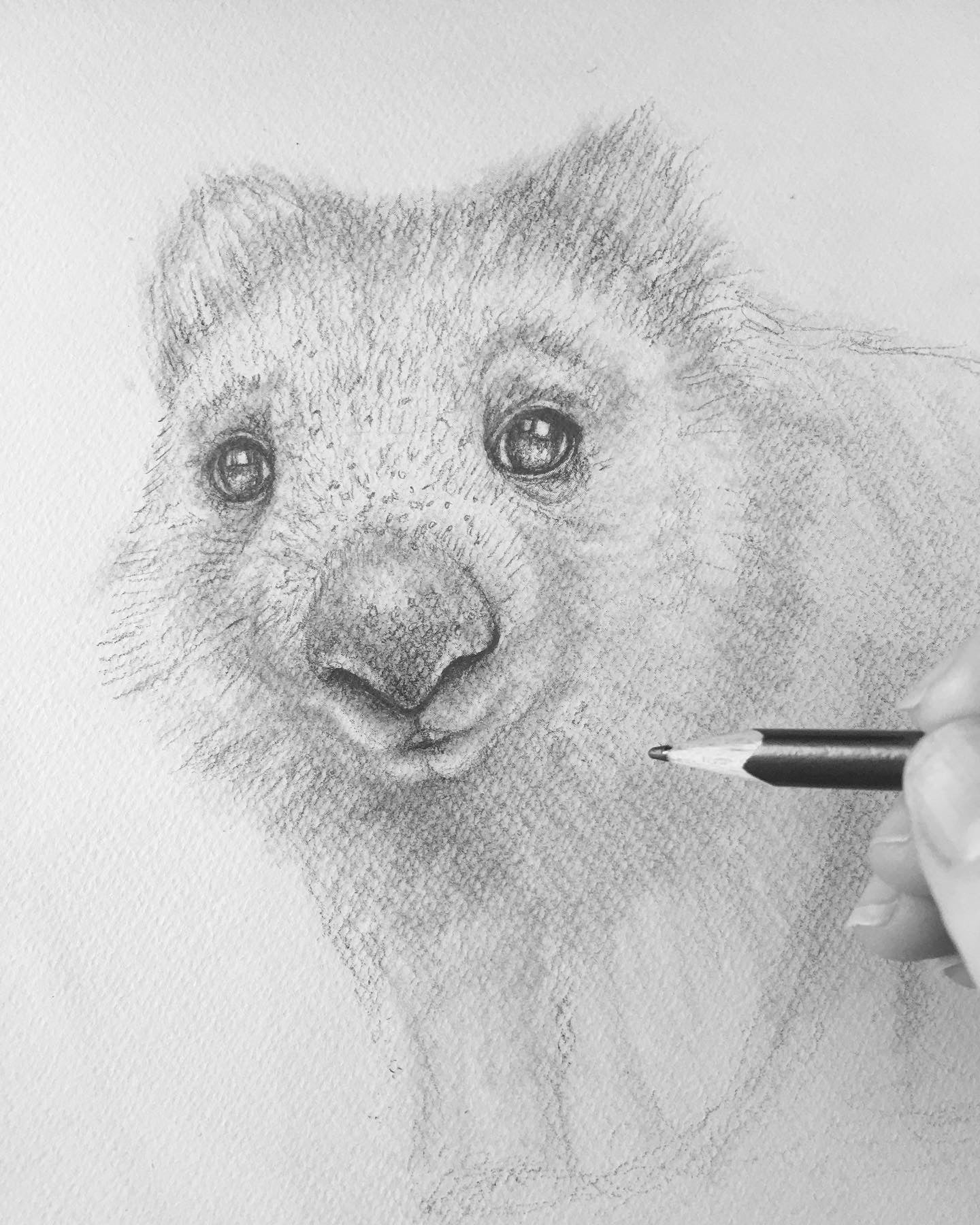 Wombat