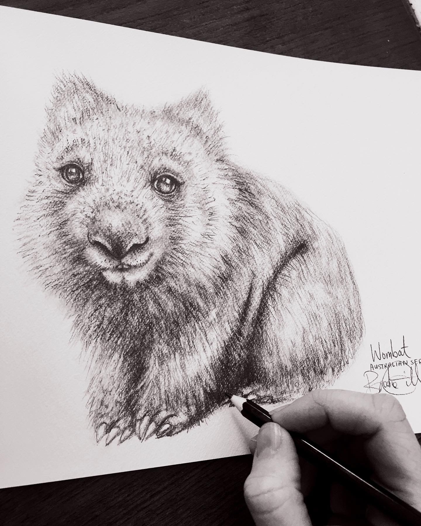 Wombat