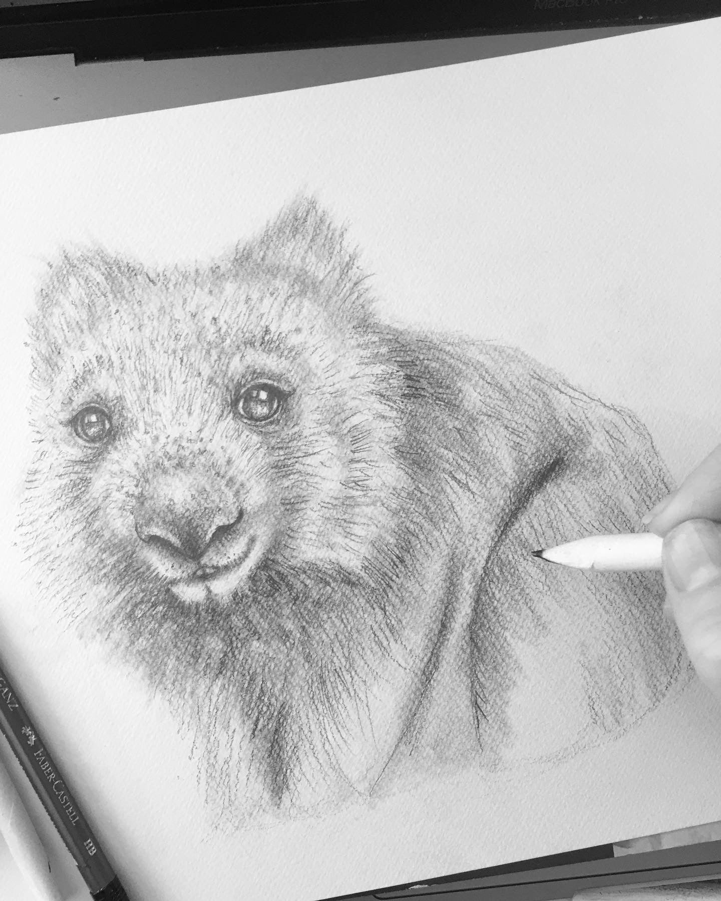 Wombat