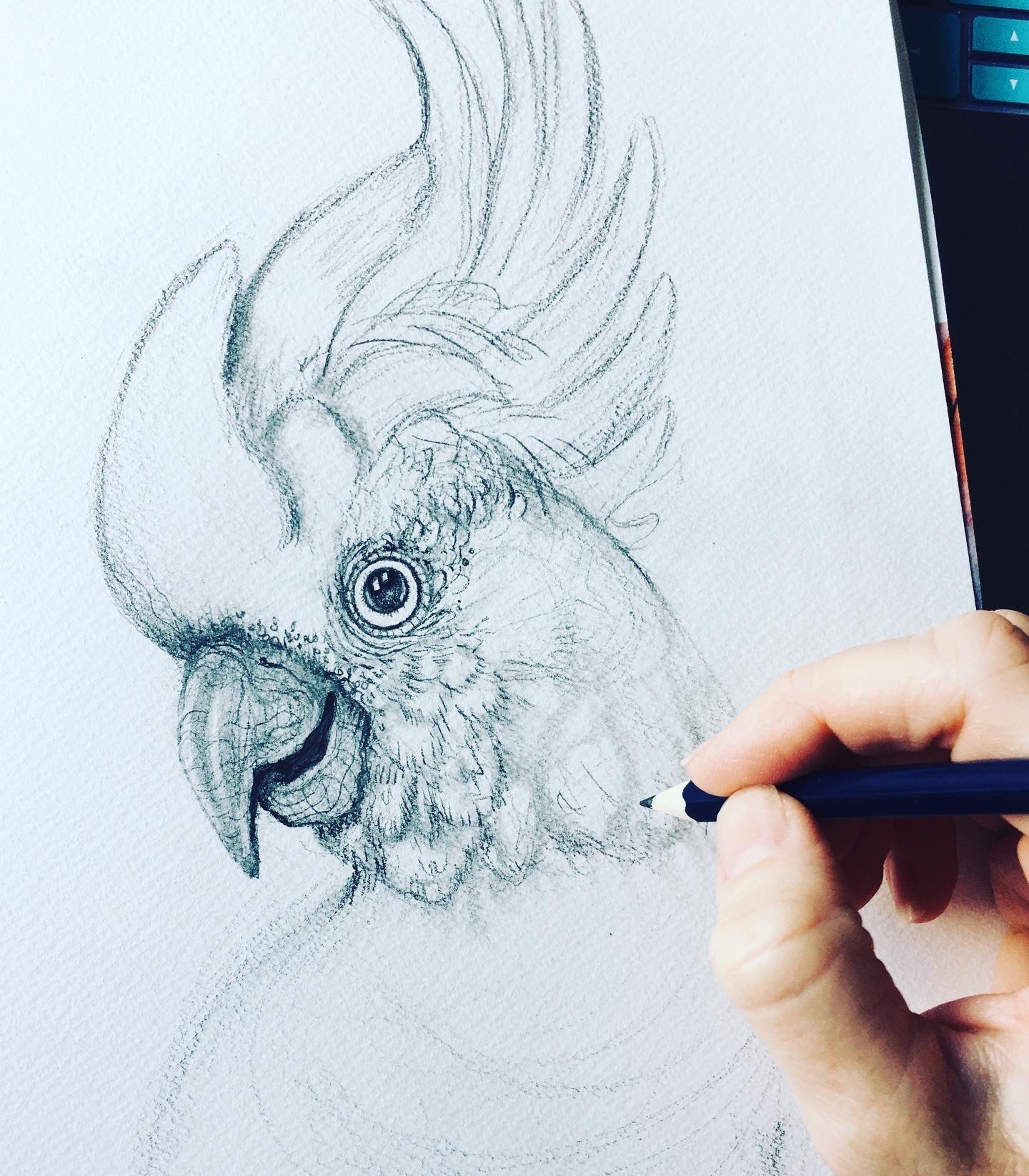 Sulphur Crested White Cockatoo