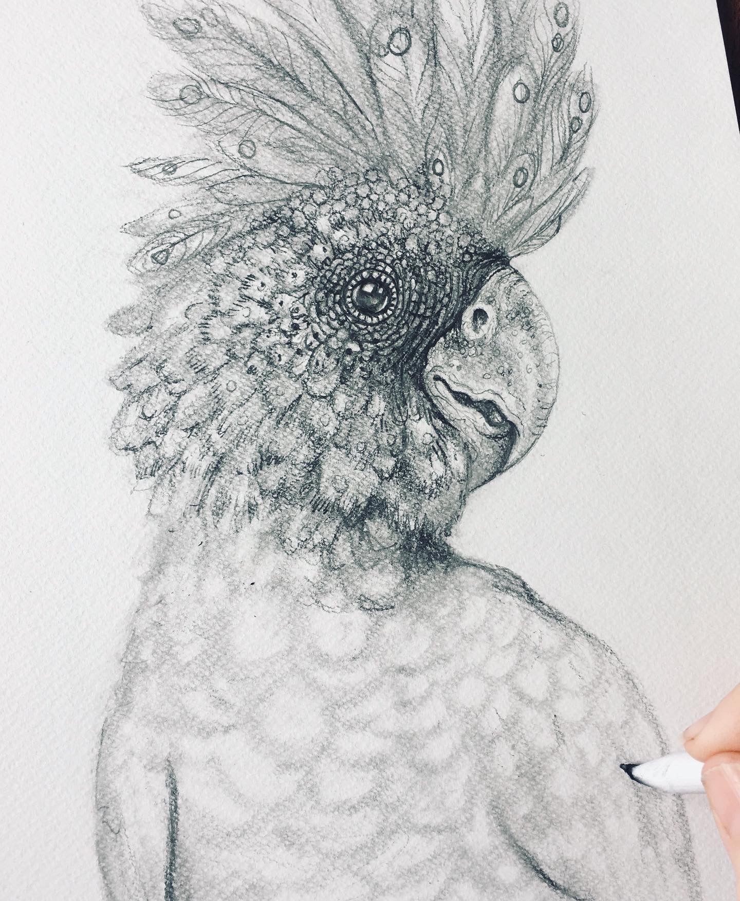 Red Tailed Black Cockatoo