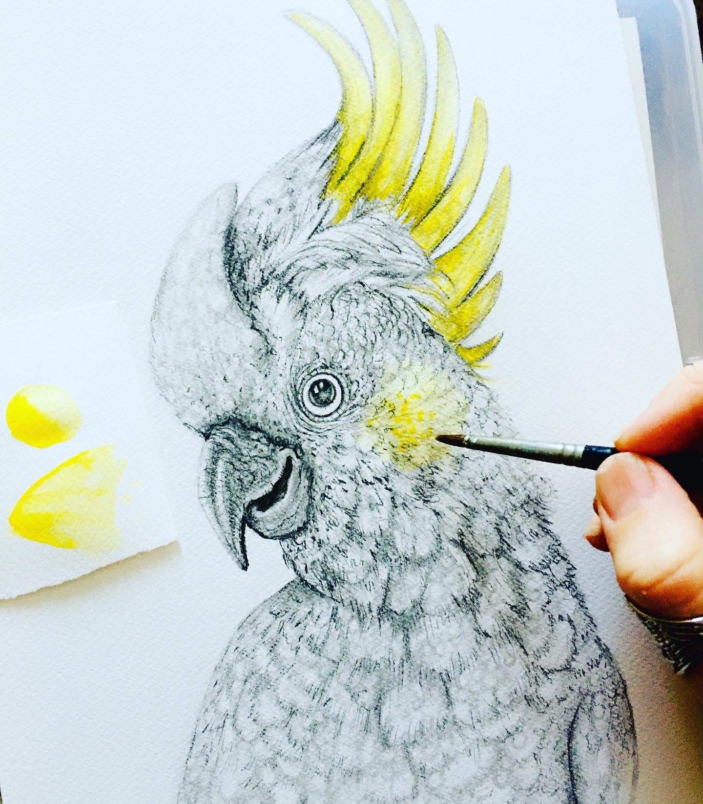 Sulphur Crested White Cockatoo