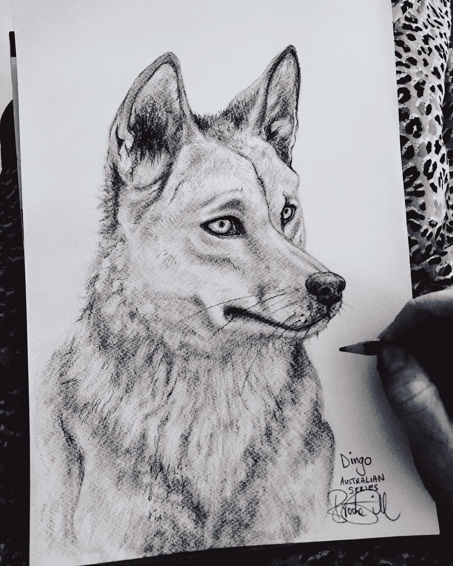 Dingo