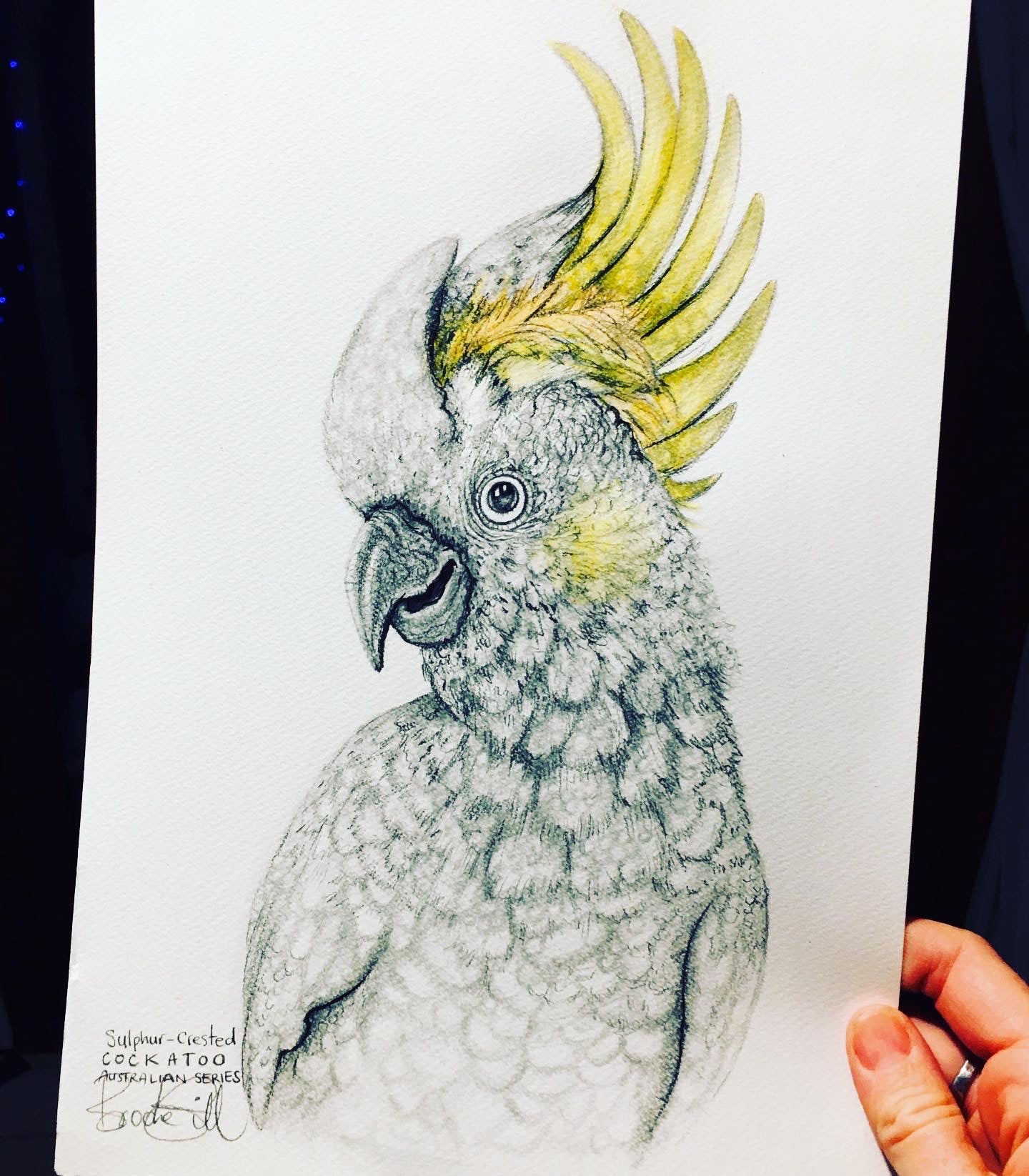 Sulphur Crested White Cockatoo