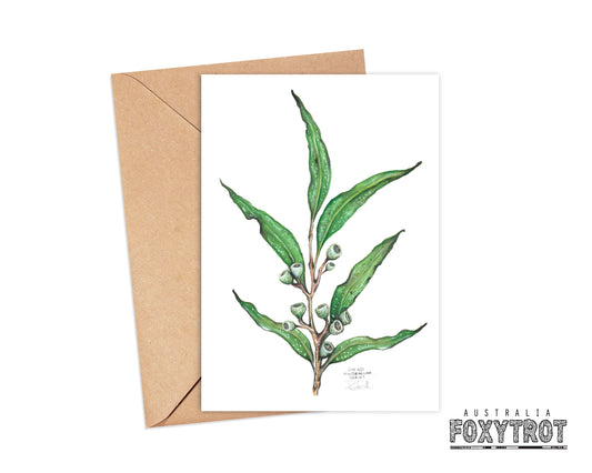 Eucalyptus Card