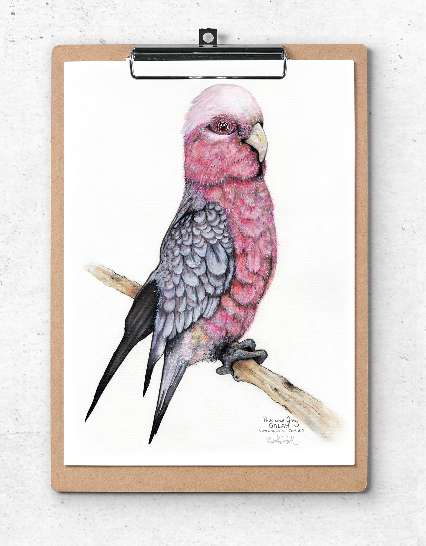 Percy the Galah
