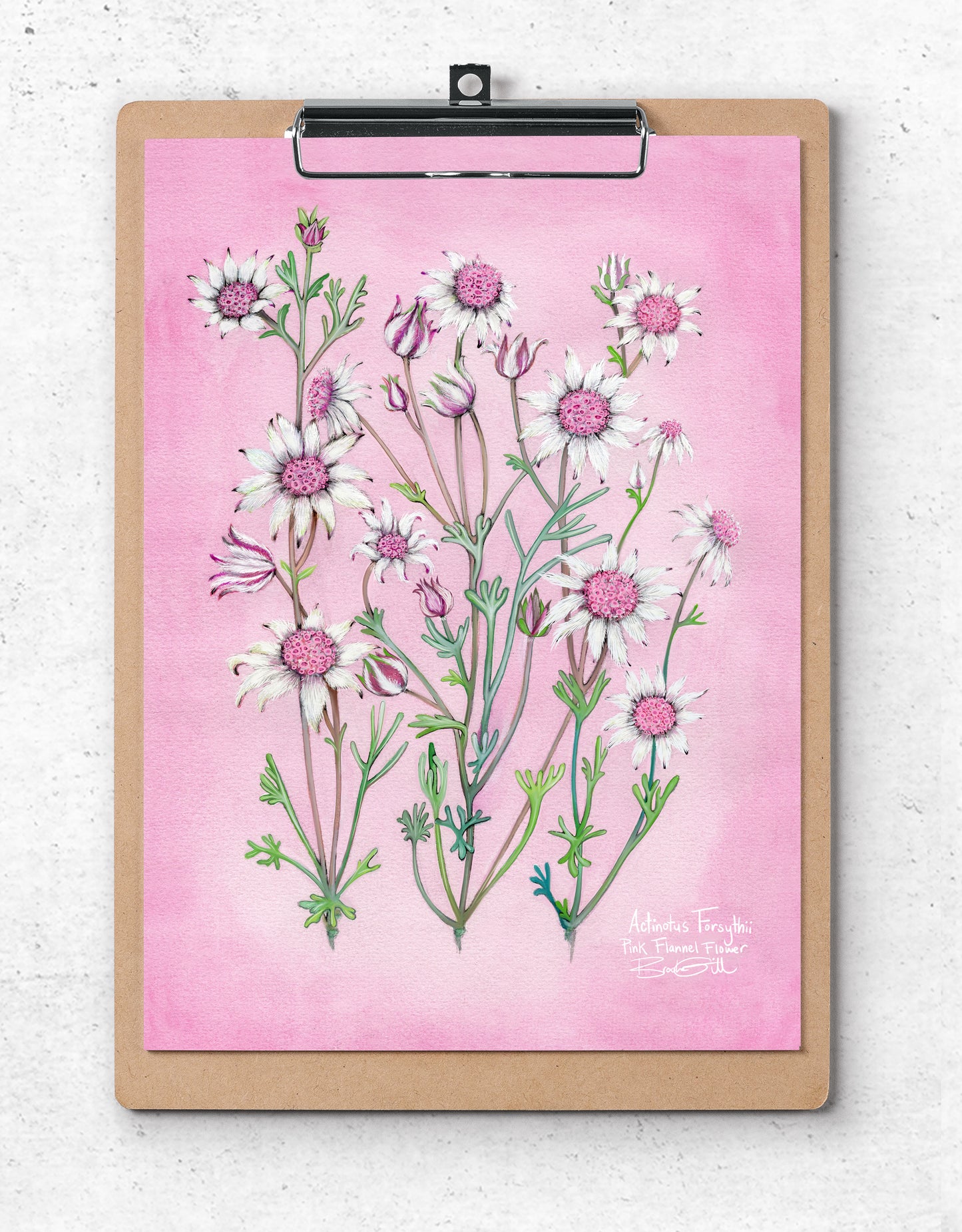 Pink Flannel Flower
