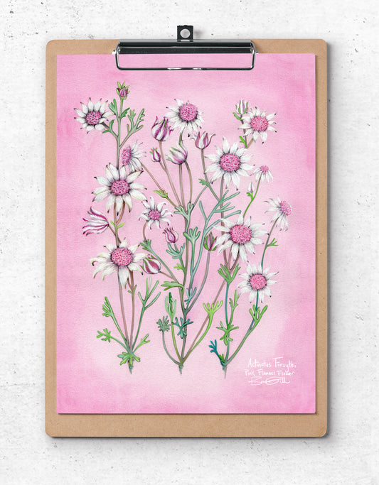 Pink Flannel Flower