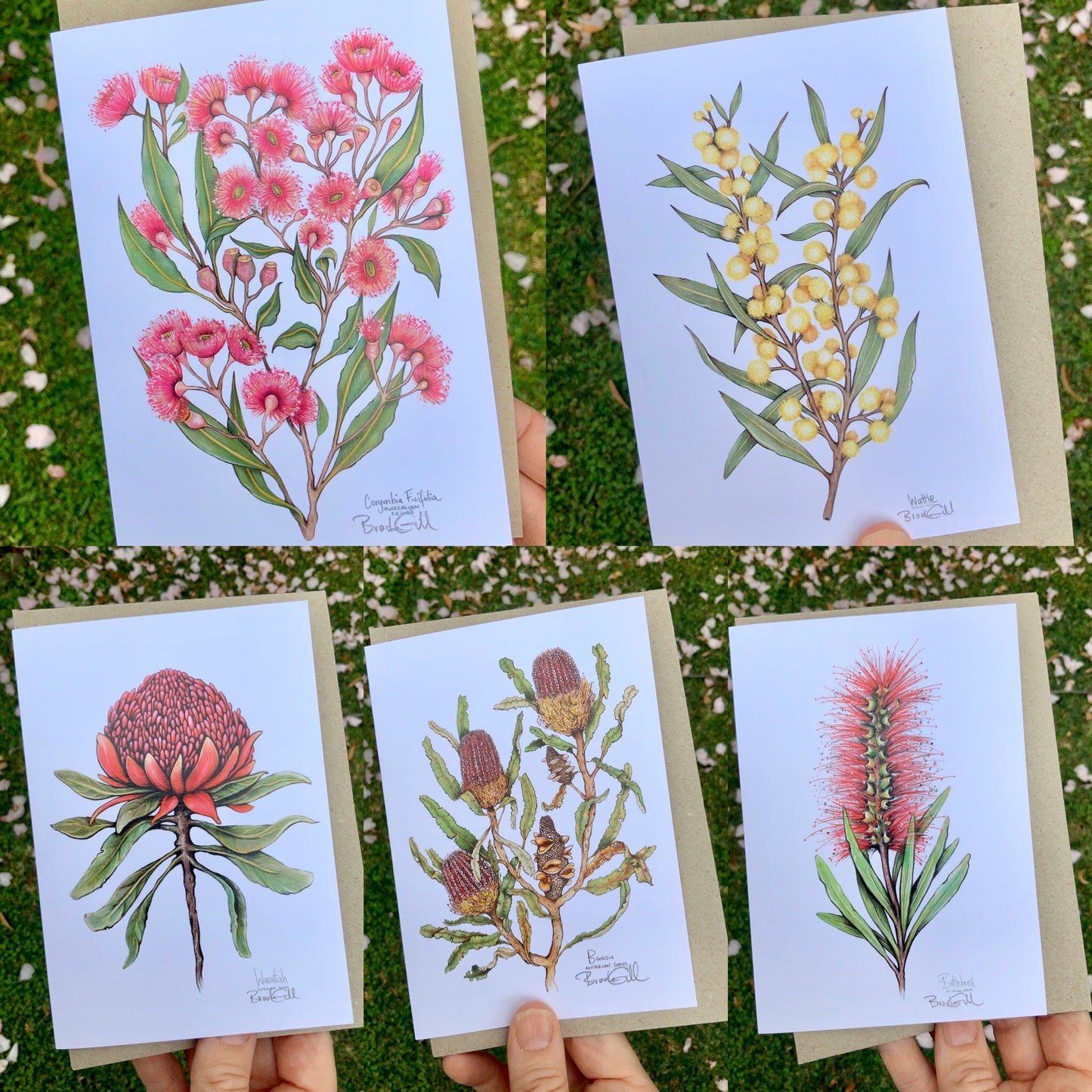 Waratah Card