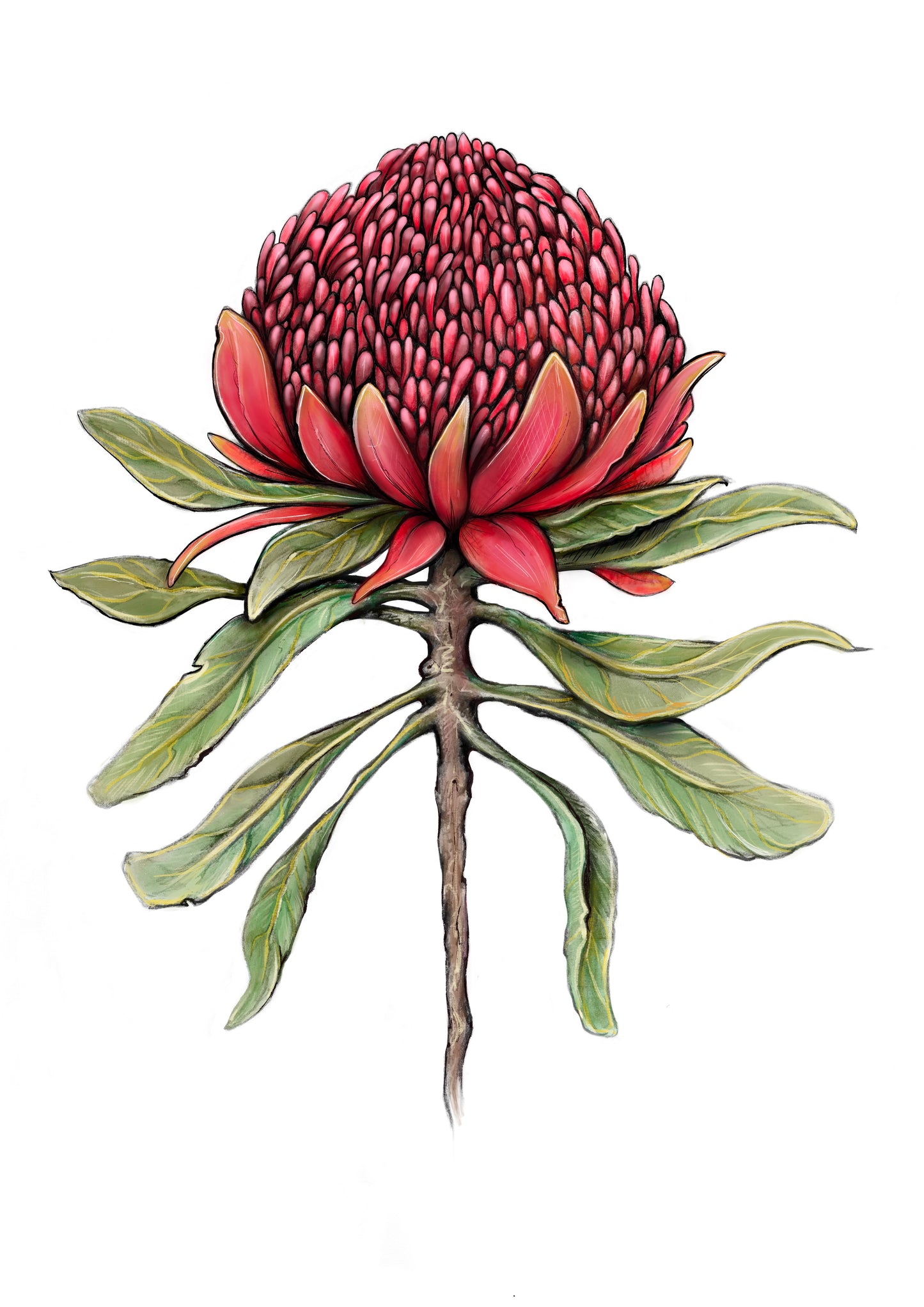 Waratah