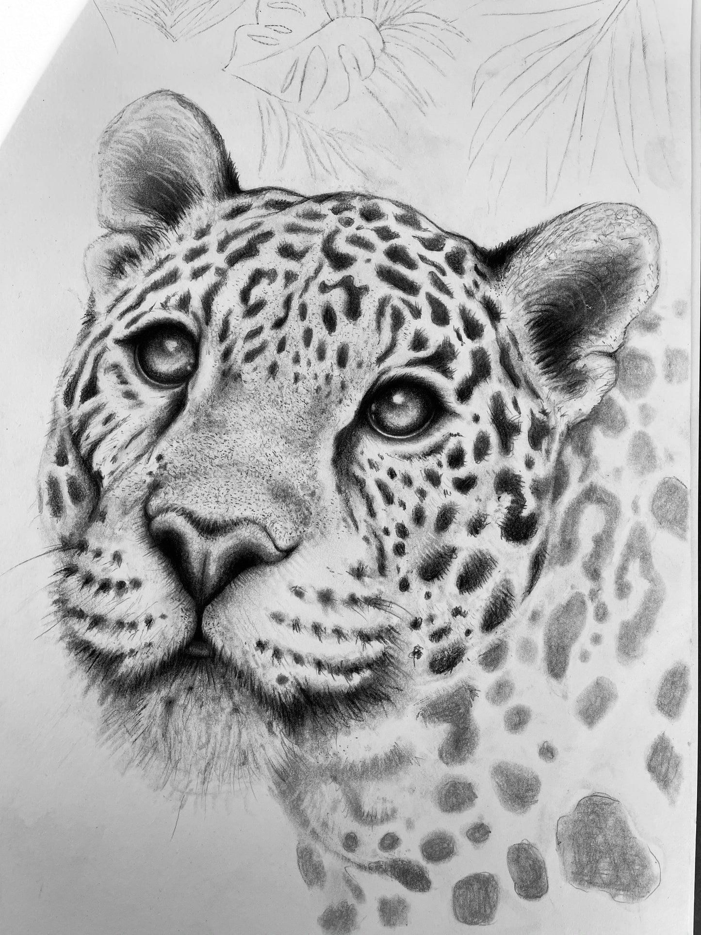 Majestic Jaguar
