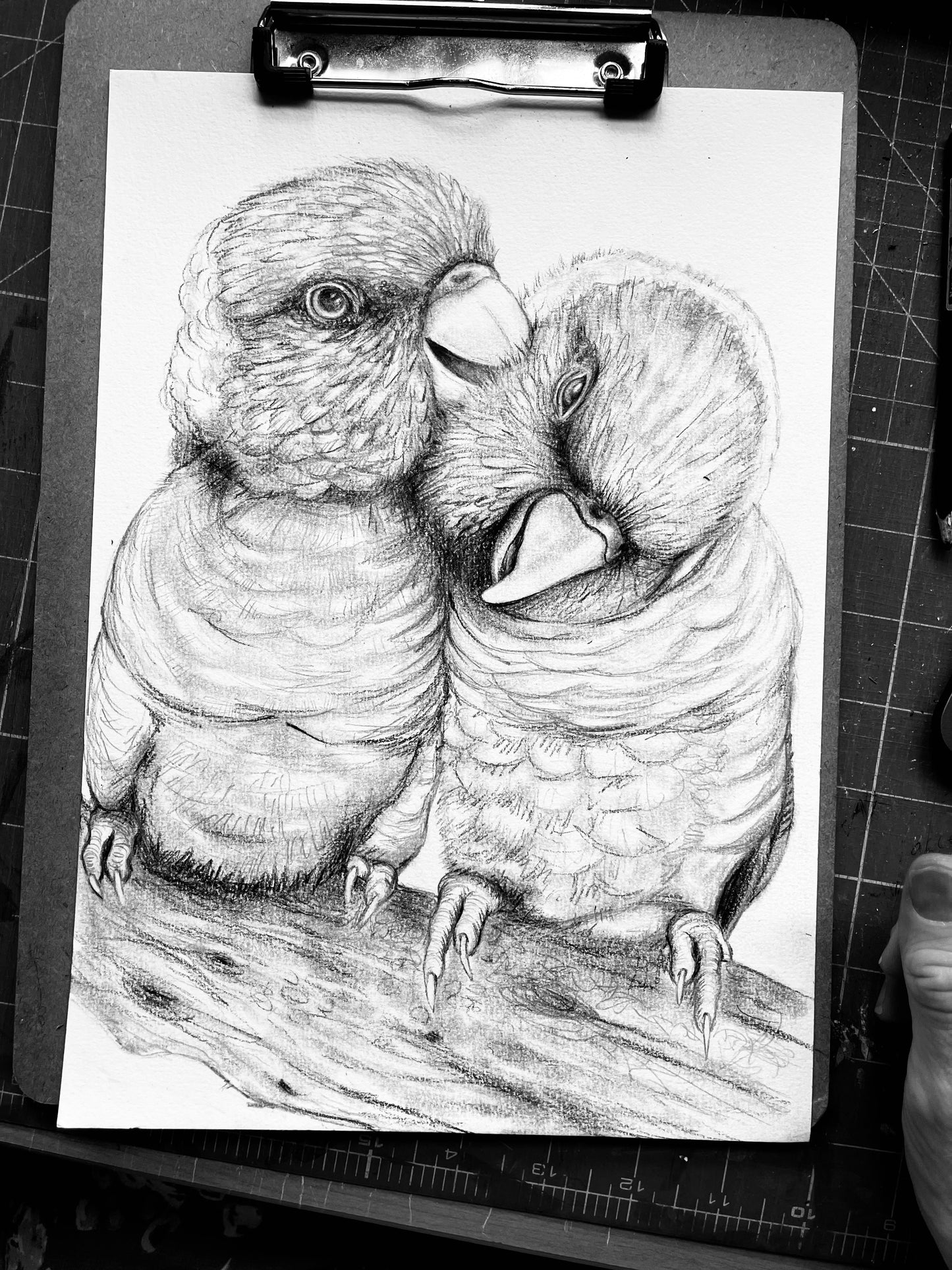 Lorikeet Love Birds
