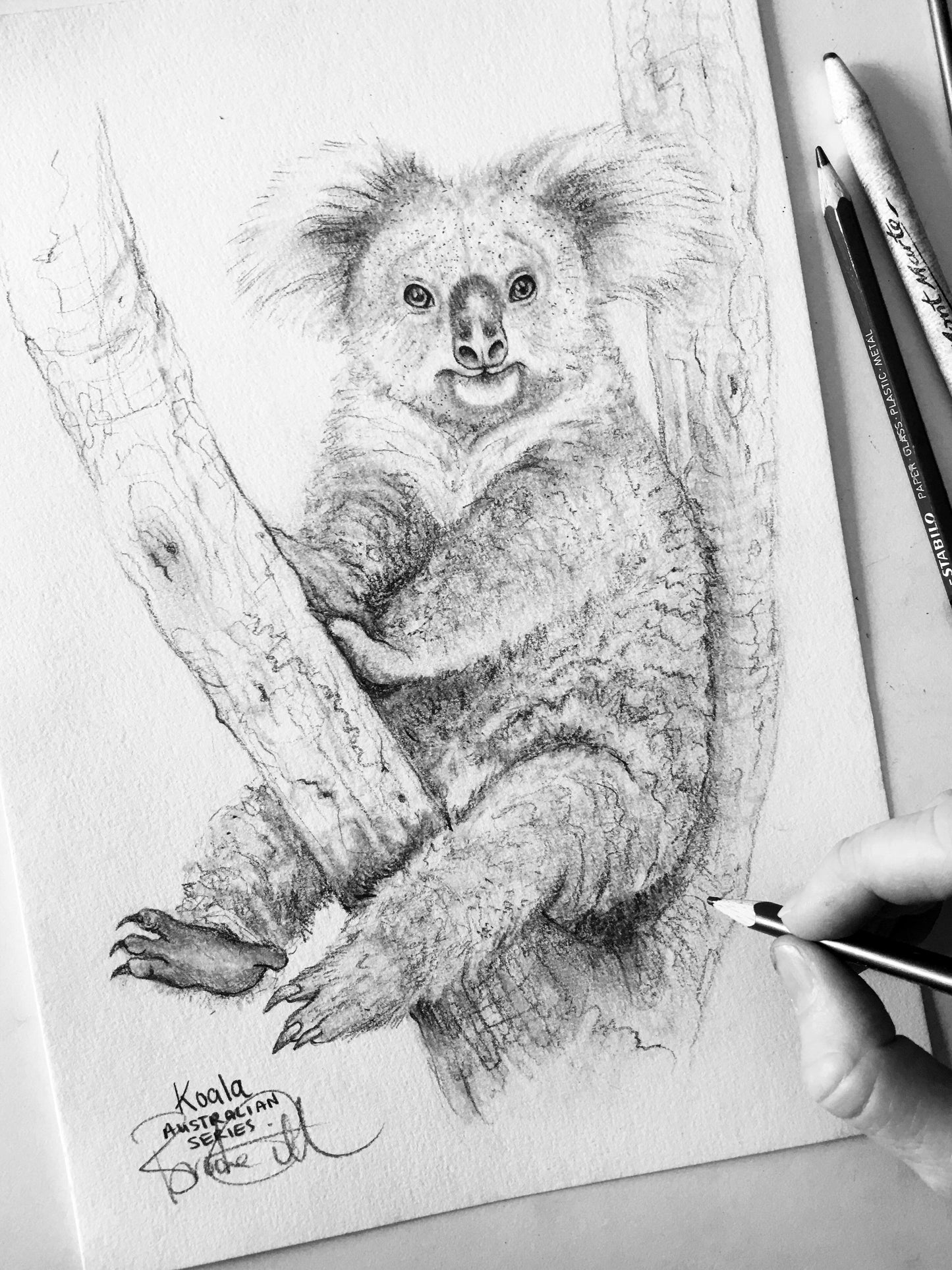 Koala